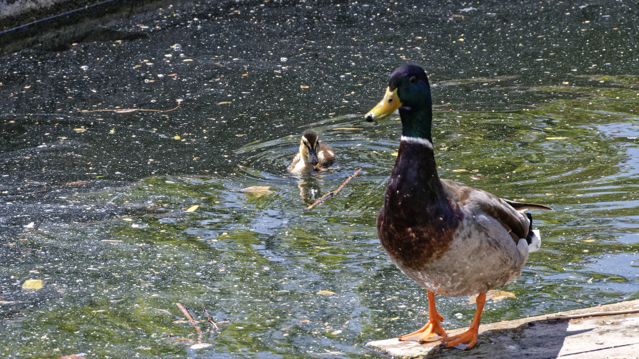 20150421 124546•Vienna•Vienna•Austria